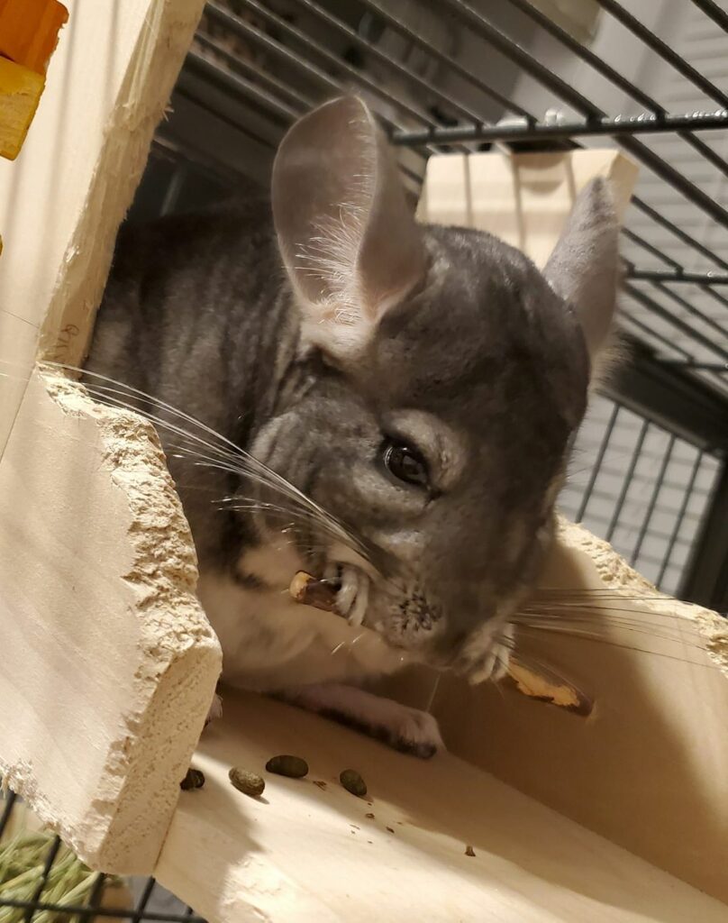 Can Chinchillas Have Willow Sticks