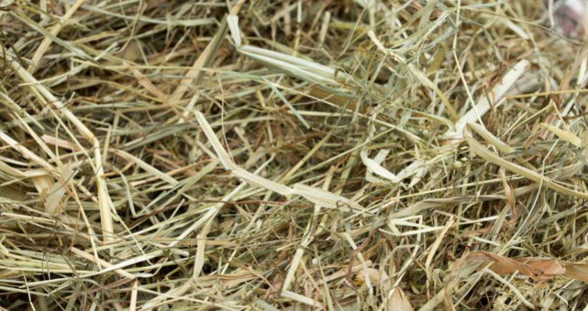 Benefits of Grass for Chinchillas