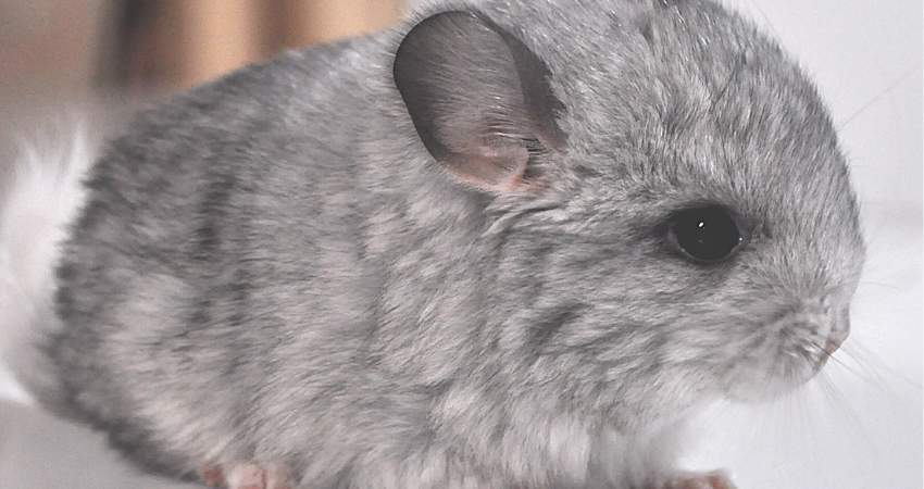 Can Baby Chinchillas Eat Pine Cones