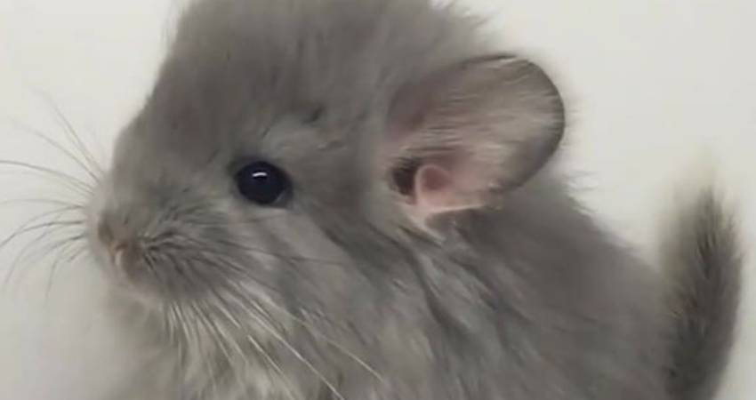 Can Baby Chinchillas Have Dates