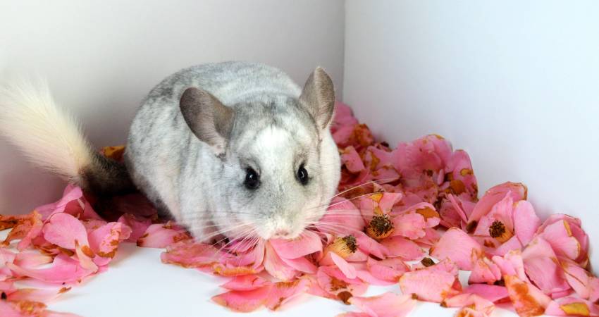 Can Chinchilla Eat Other Flower Petals