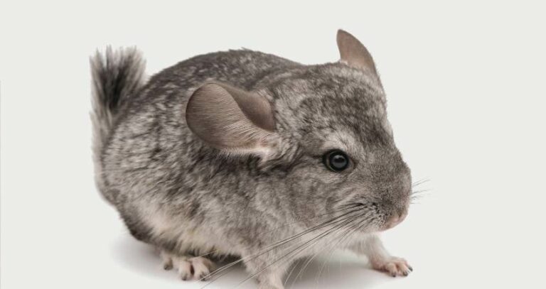 Can Chinchillas Eat Cardboard? You Should Know This Right Away!