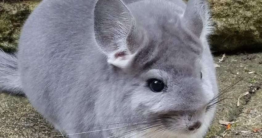 Can Chinchillas Eat Dates