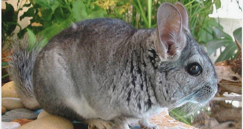 Can Chinchillas Eat Grass