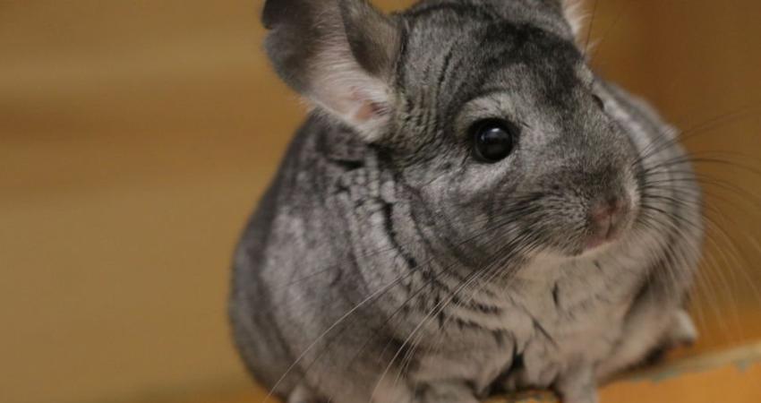 Can Chinchillas Eat Rose Petals