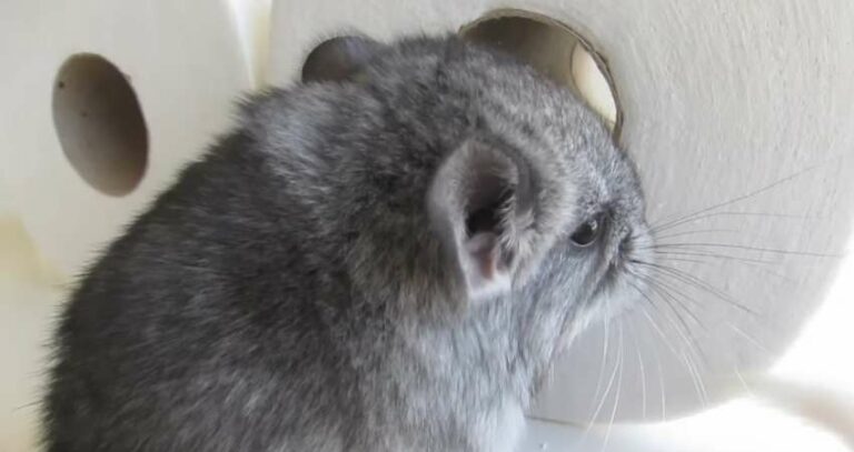 Can Chinchillas Eat Toilet Paper Rolls? Is It Safe!