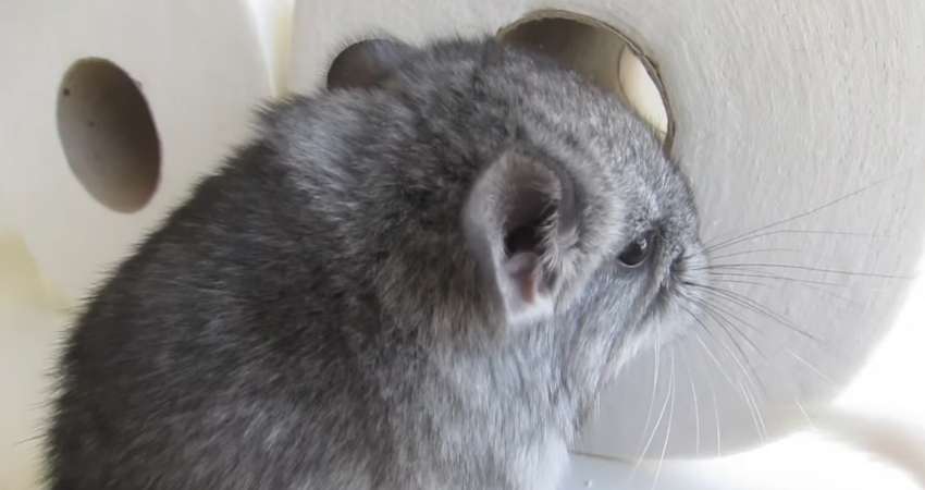 Can Chinchillas Eat Toilet Paper Rolls