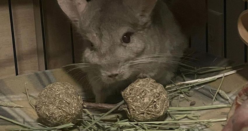 Can Chinchillas Eat Willow Branches