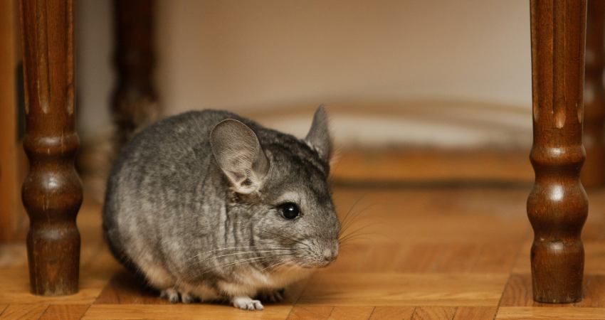 Can Chinchillas Roam the House