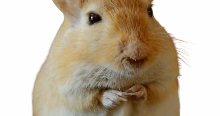 Can Gerbils Eat Cat Food? What You Need to Know!
