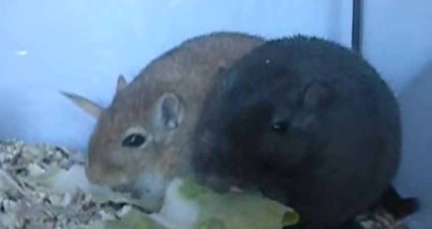 Can Gerbils Eat Cauliflower