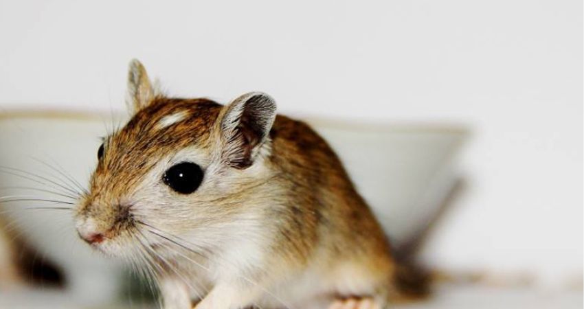 Gerbils Eating Mealworms