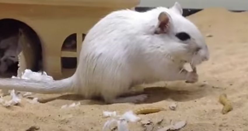 Can Gerbils Eat Mealworms