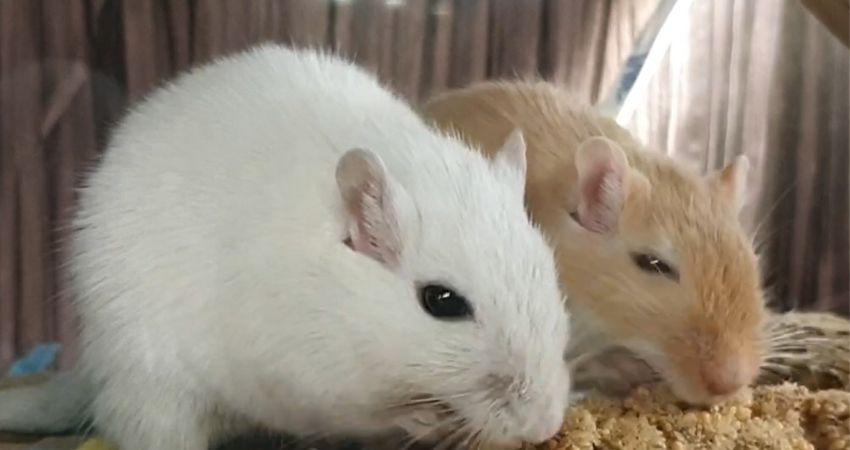 Can Gerbils Eat Millet