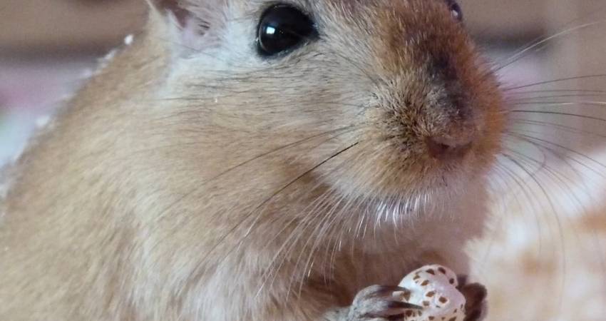 Can Gerbils Have Salt Licks