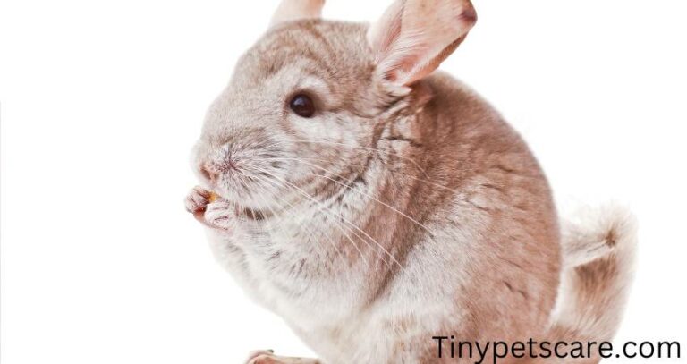 Can Chinchillas Eat Nuts? Know This Before Giving Them Nuts!