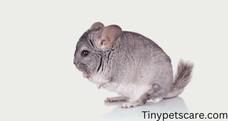 Why Is My Chinchilla Squeaking? – Is It Hurt?