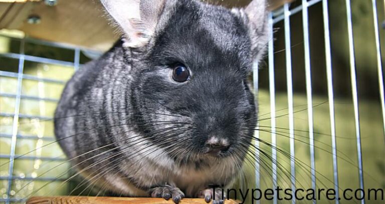 Can Chinchillas Eat Plastic? (Avoid This Toxic)