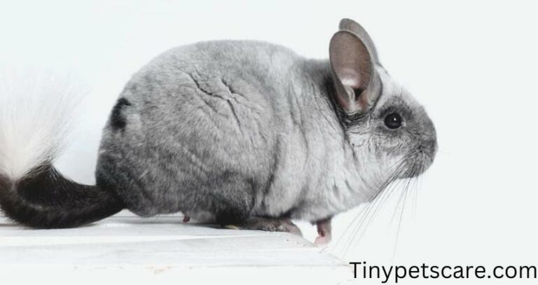 Can Chinchillas Have Willow Sticks? (Way to Offer)