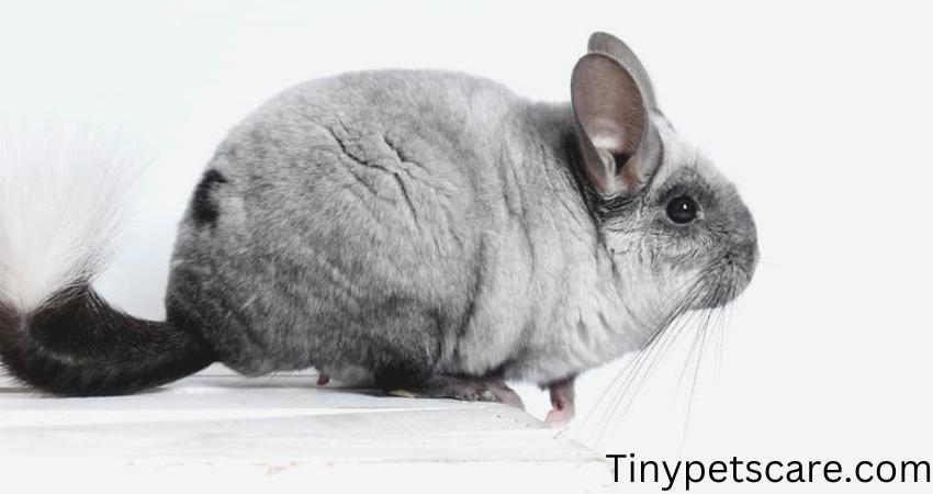 Chinchillas Have Willow Sticks