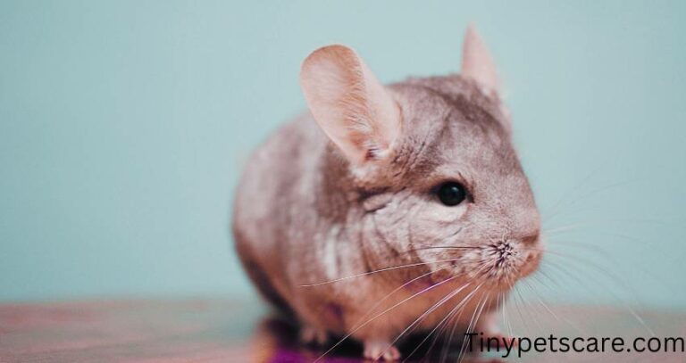 Can Chinchillas Roam the House? You Should Know These!