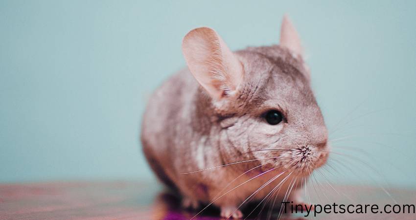 Can Chinchillas Roam the House