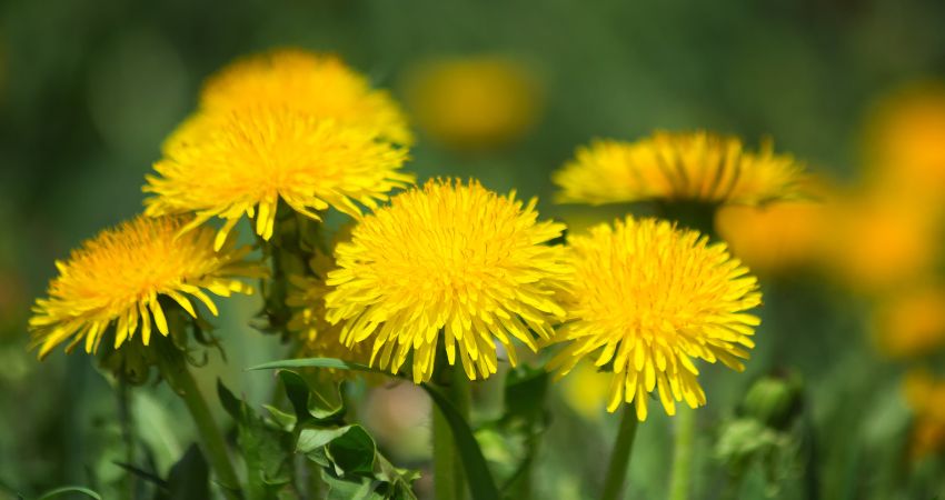 Health Benefits of Gerbils Eating Dandelions