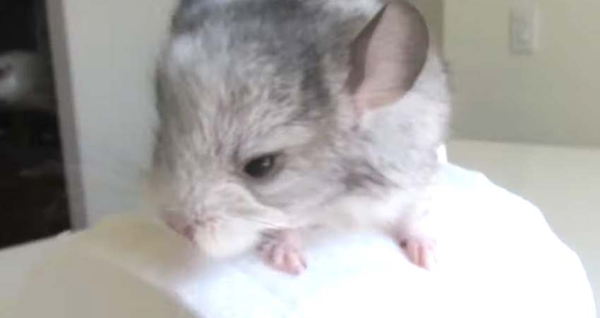 How Can You Make Toilet Paper Rolls Safe For Chinchillas