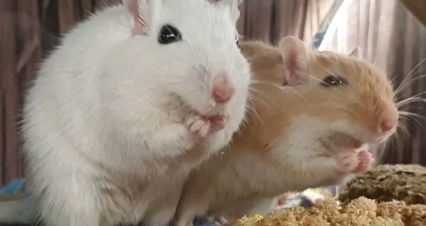 Is Millet Good for Gerbils