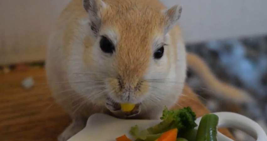 Reasons for Gerbils Bury Their Food