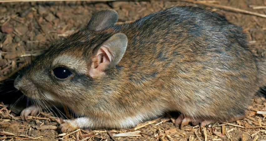 Risk Of Over Feeding Mealworms To Gerbils