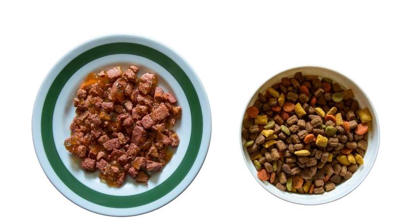 Risks of Gerbils Eating Cat Food Regularly