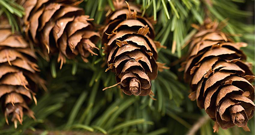 What Are Pine Cones