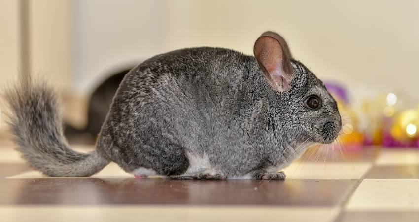 What Does It Mean When My Chinchilla Jumps