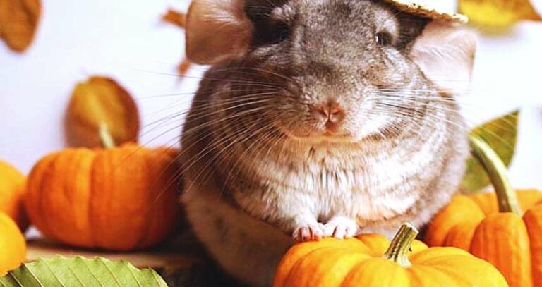 Can Chinchillas Eat Pumpkin? Fact-based Detail And Cautions