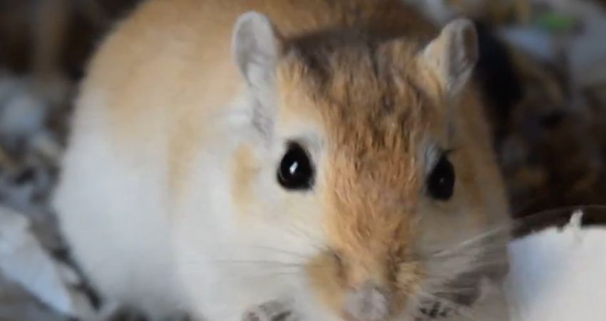 Which Treats Are Healthy for Gerbils