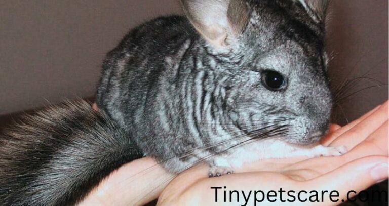 Why Do Chinchillas Jump? Is This Something Serious?