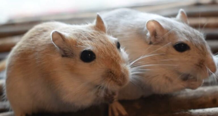 Do Gerbils Bury Their Food?- All You Need To Know!