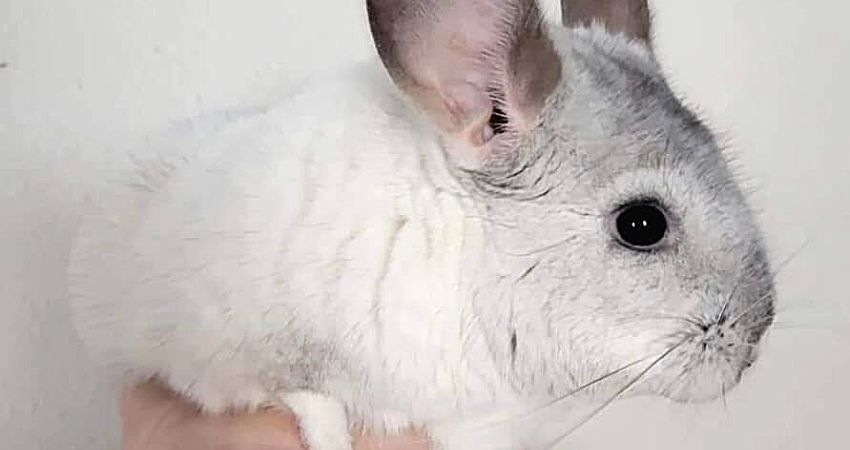 Why Does My Chinchilla Squeak When I Pet