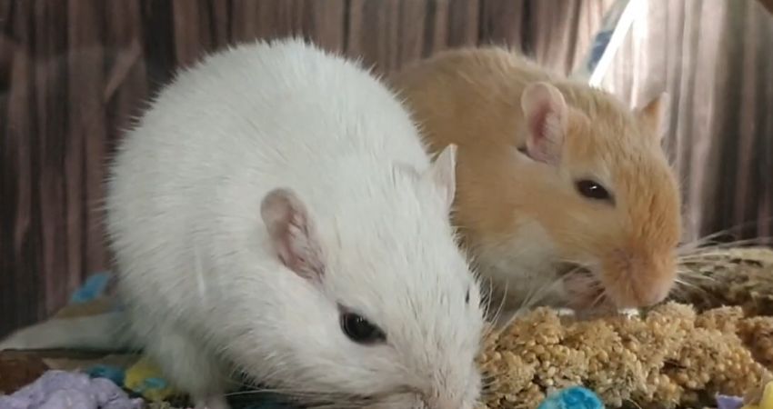 Why Should Gerbils Eat Millet