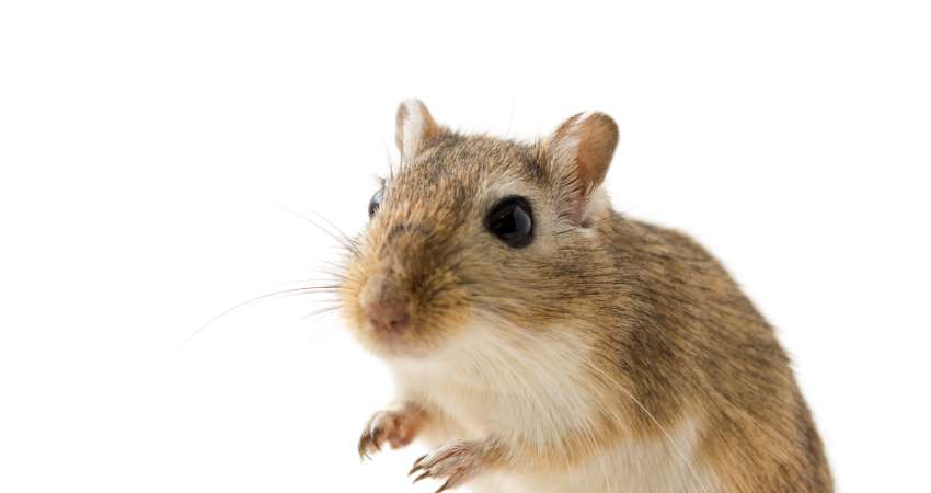 Do Gerbils Like Dandelions