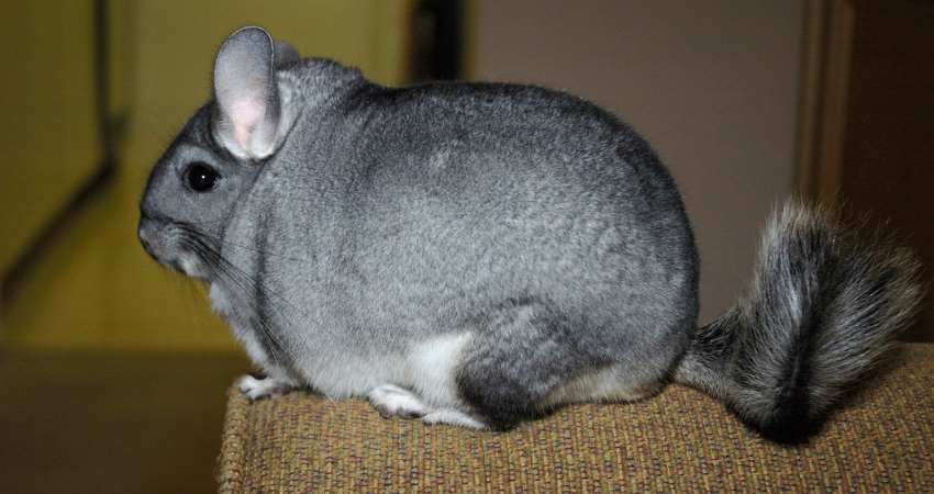 lanigera chinchilla