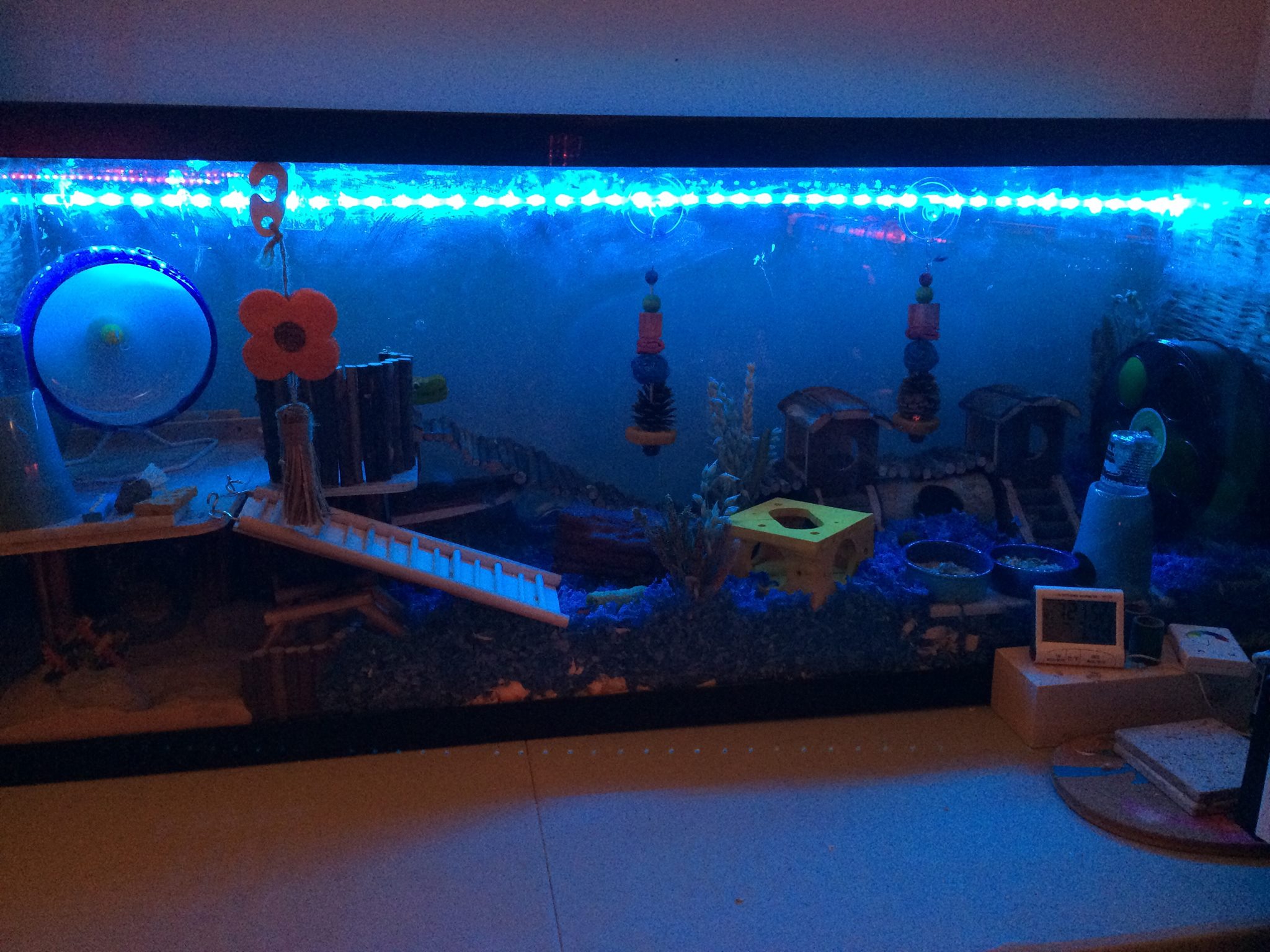 Are LED Lights Bad For Hamsters? Find Before You Lit Some