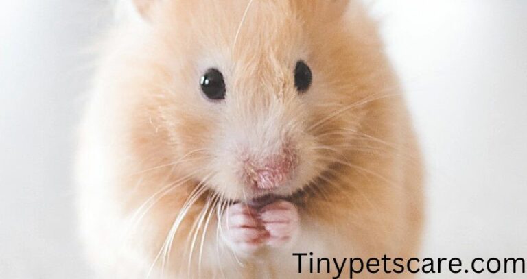 Are Hamsters Sensitive to Sound?- (A Guide to Hamster Care)