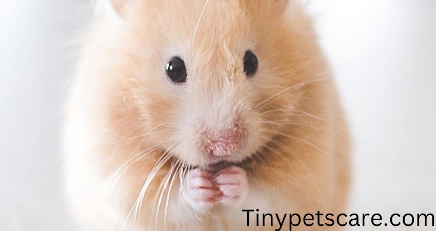 Are Hamsters Sensitive to Sound