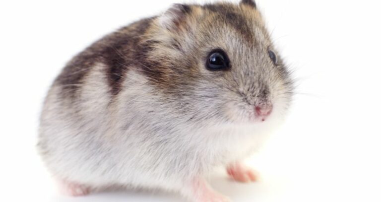 Can A Hamster Live In A 20 Gallon Tank? Find Out If Its Big Enough