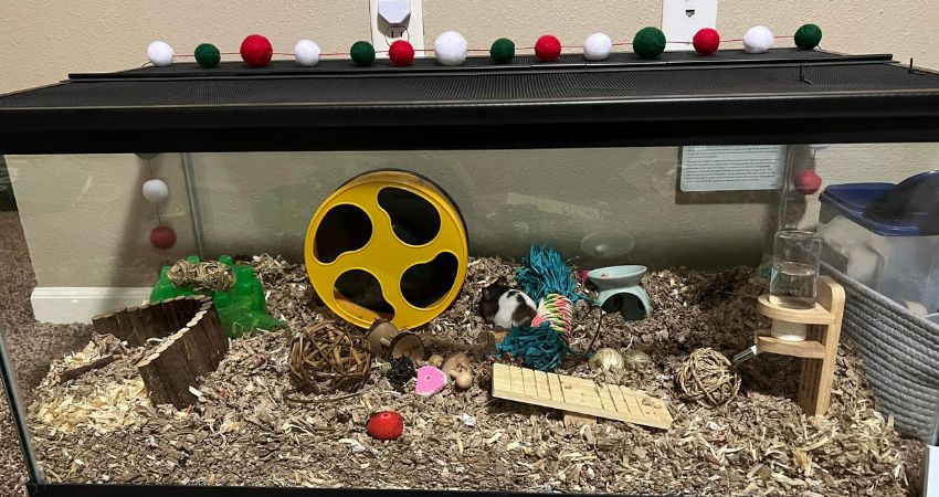 Can A Hamster Live In A 40 Gallon Tank Pros Cons Of Large Glass Tanks