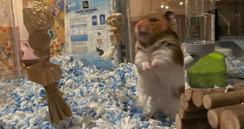 Can A Hamster Stay In A 40 Gallon Glass Tank