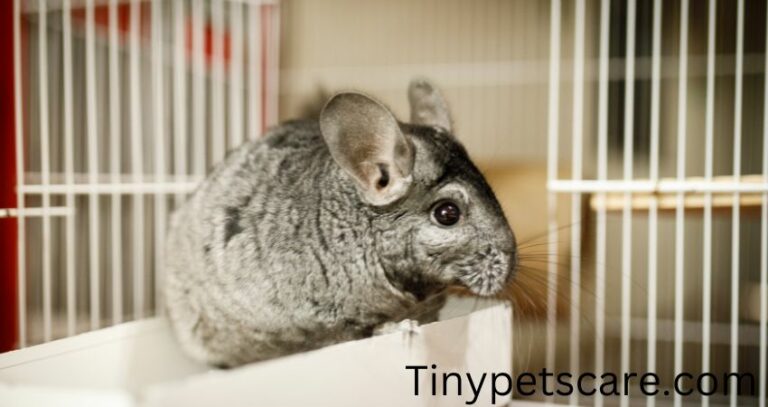 Can Chinchillas Have Wire Bottom Cages? Facts Of Chinchillas Habitation