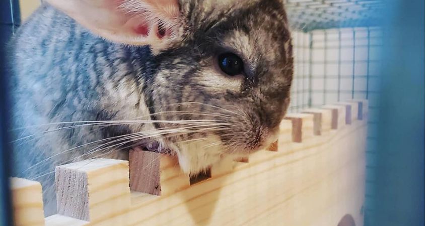 Can Chinchillas Have Wire Bottom Cages